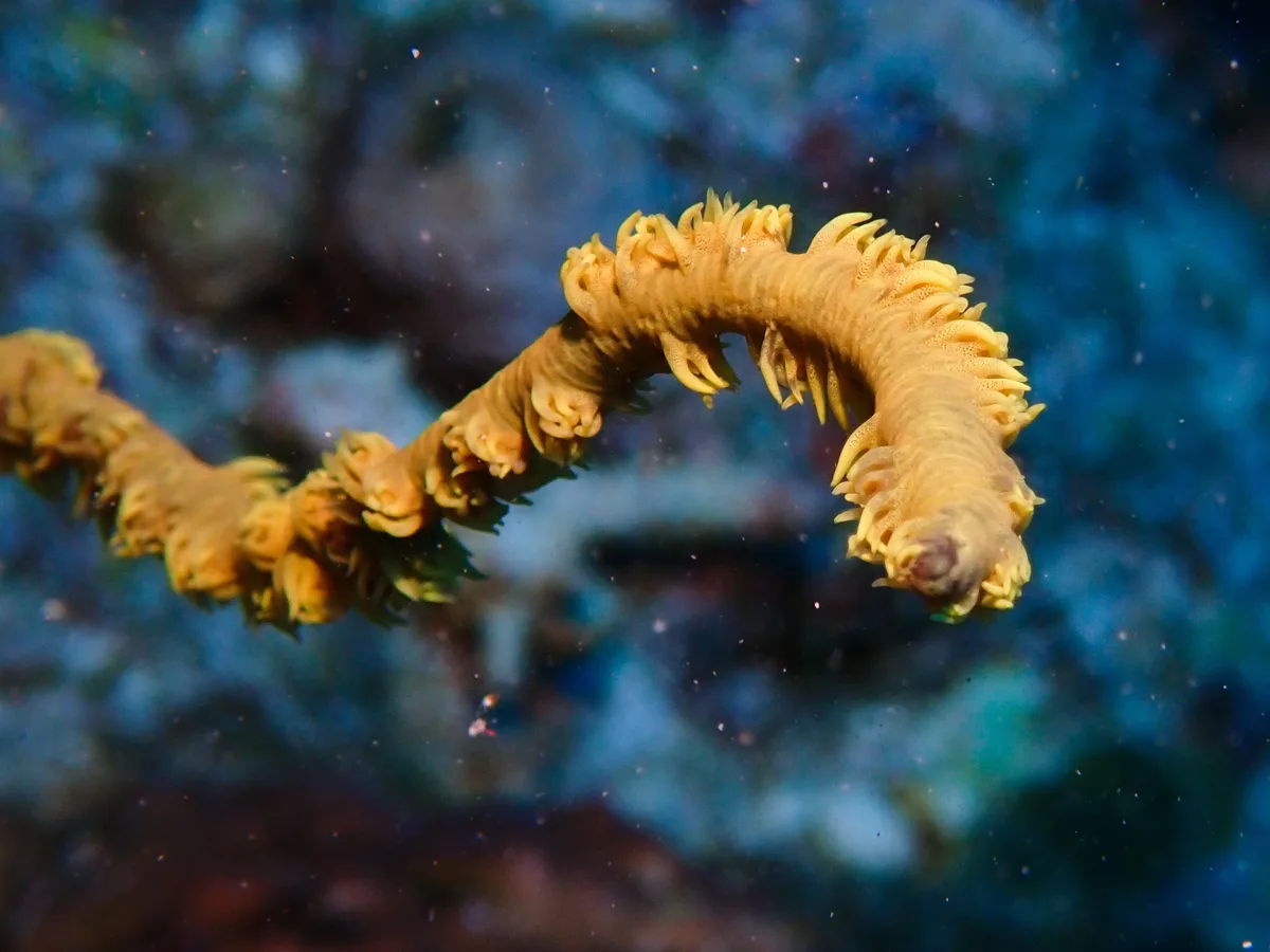 Spiral Wire Coral