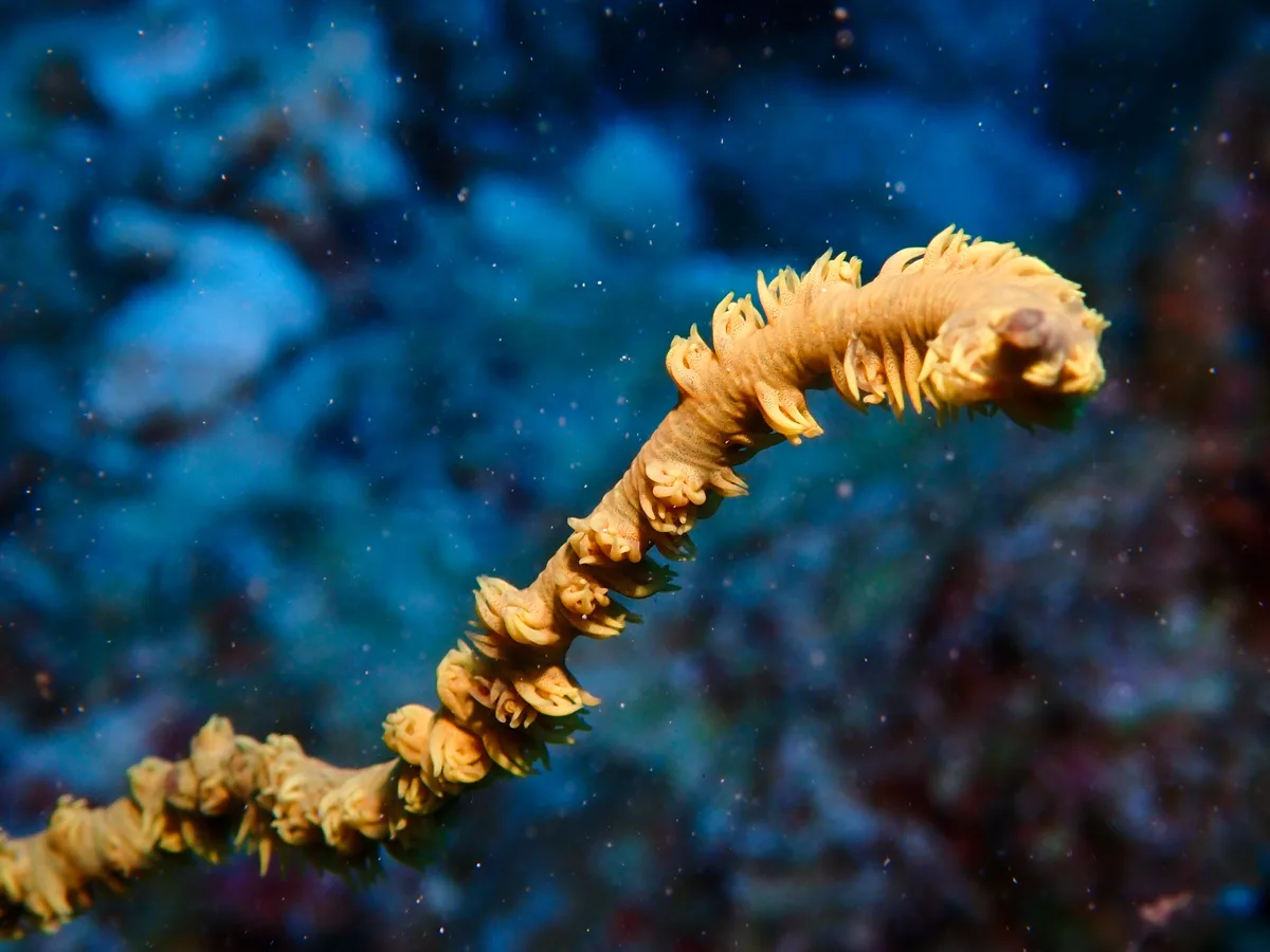Spiral Wire Coral