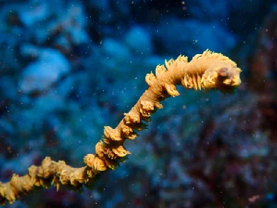 Spiral Wire Coral