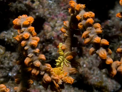 Pontonides unciger on Cirrhipathes spiralis