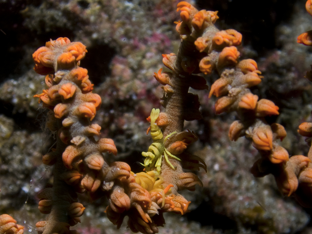 Pontonides unciger on Cirrhipathes spiralis