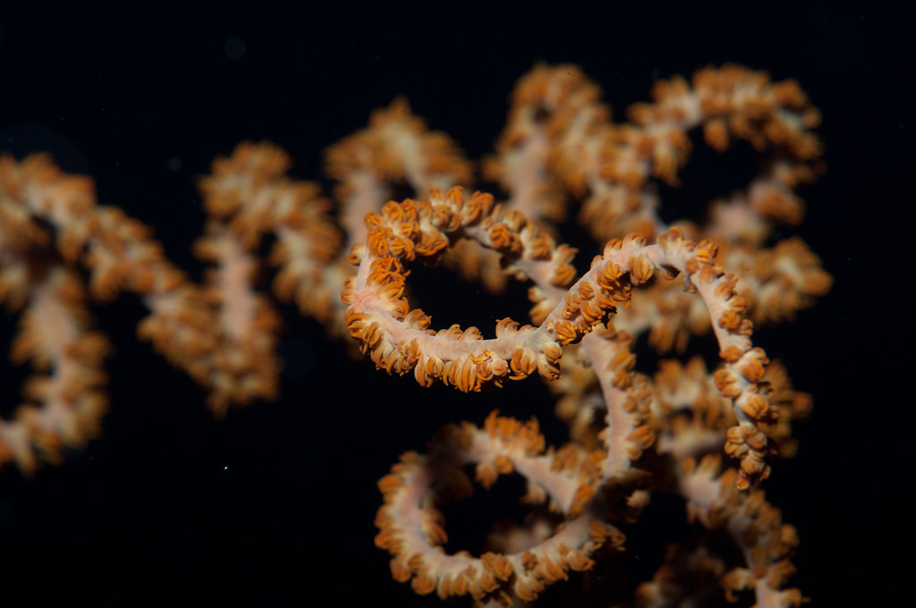 Deep water spiral coral (Cirrhipathes spiralis)