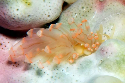 Pruvotfolia rhodopos - Kwajalein Atoll, RMI