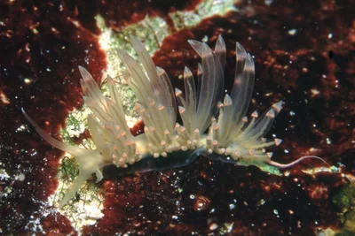 Pruvotfolia rhodopos - Kwajalein Atoll, RMI