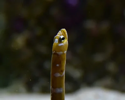 Splendid Garden Eel