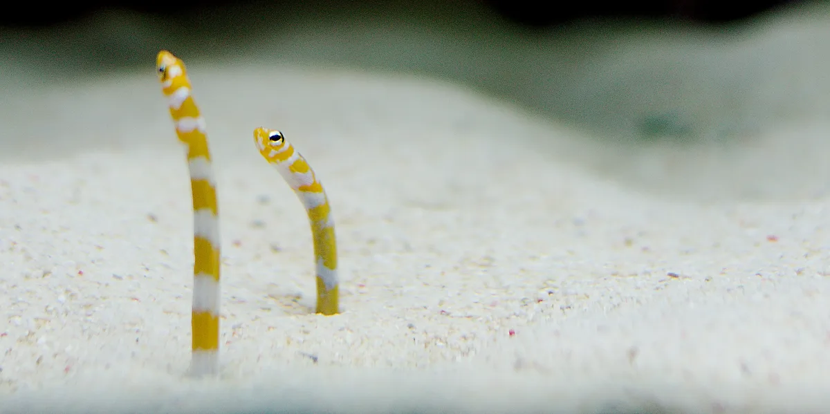 Philippine Garden Eel (Gorgasia preclara)