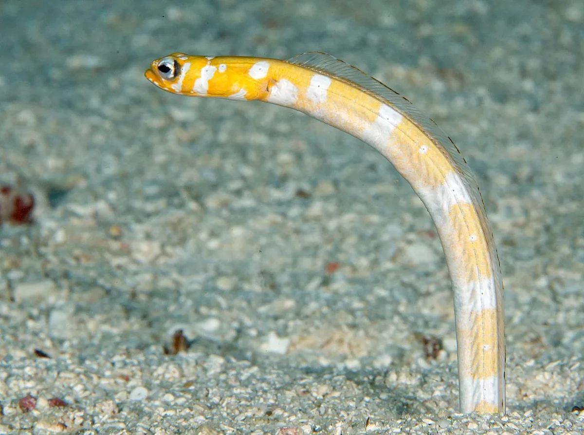 Gorgasia preclara - Maldives