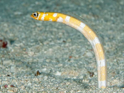 Gorgasia preclara - Maldives