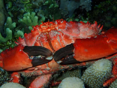 Splendid Pebble Crab  (Etisus splendidus)