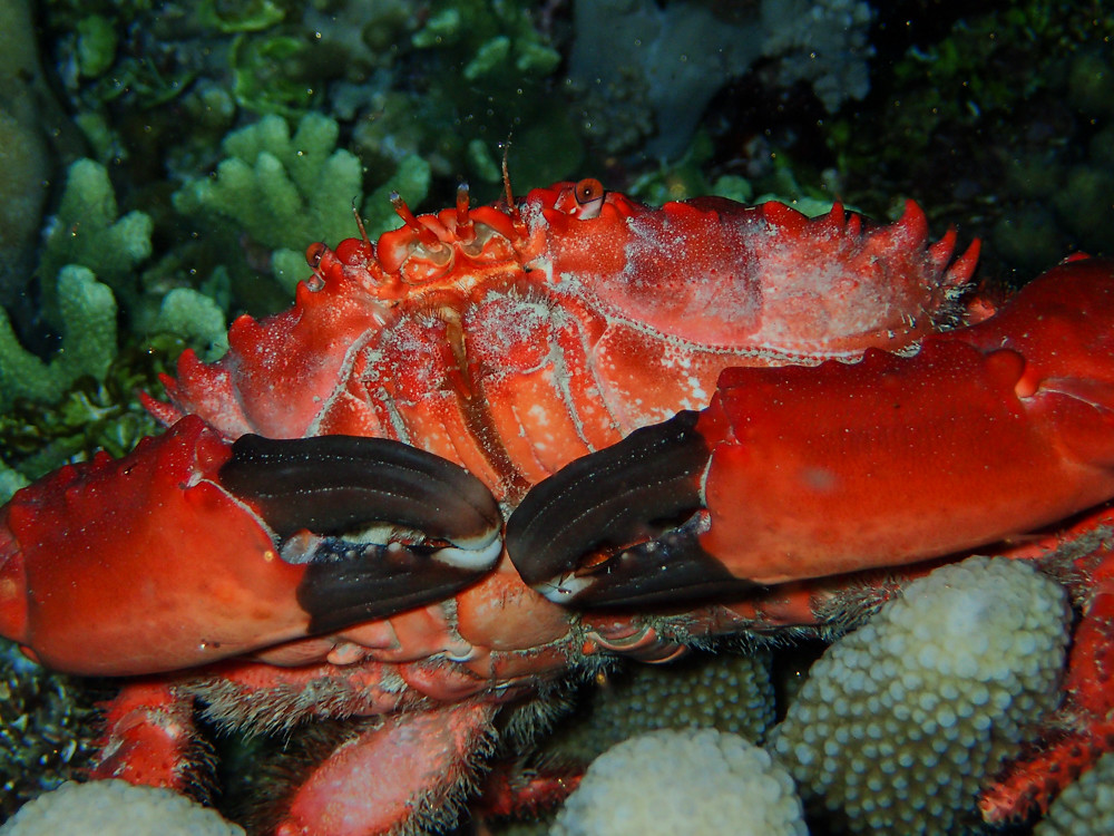 Splendid Pebble Crab (Etisus splendidus)