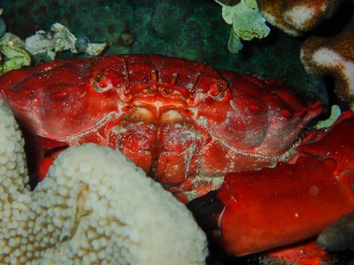 Splendid Pebble Crab  (Etisus splendidus)
