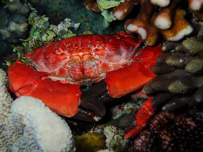 Splendid Pebble Crab  (Etisus splendidus)