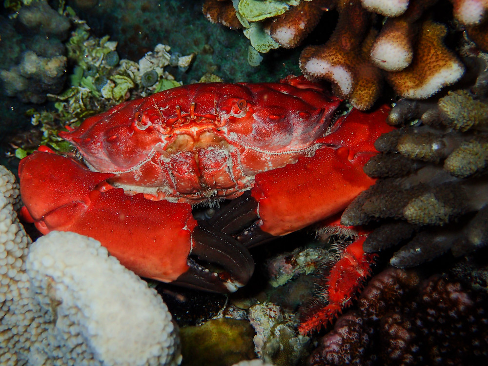 Splendid Pebble Crab (Etisus splendidus)