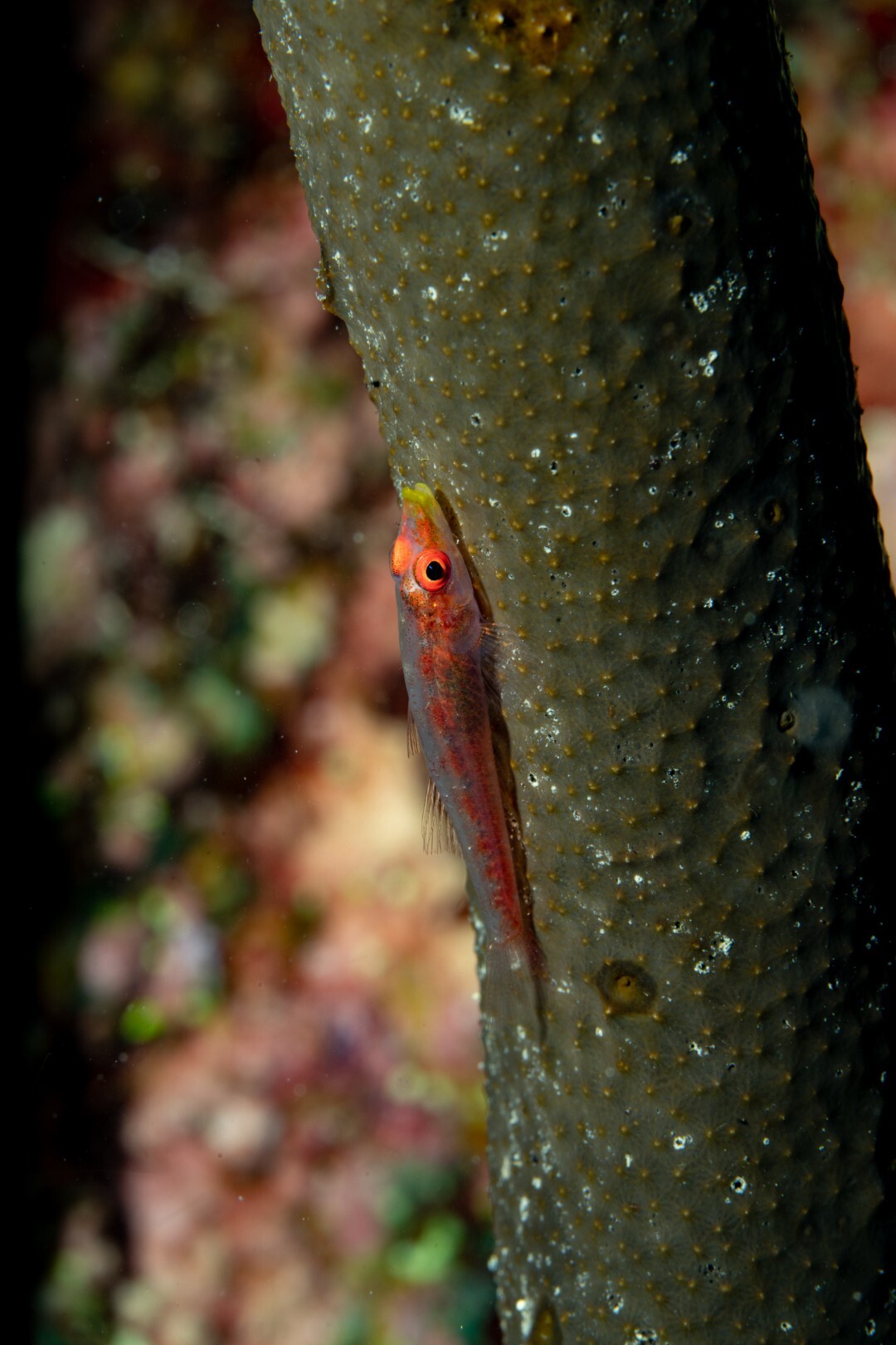 Bryaninops spongicolus - Makkah, SA
