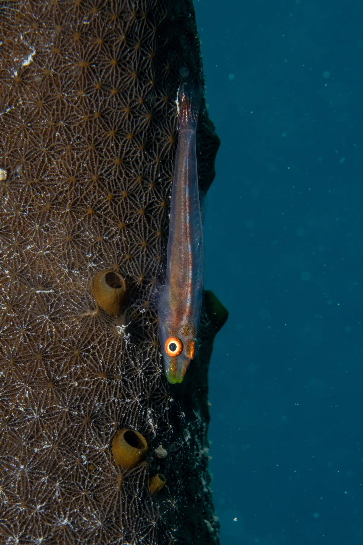 Bryaninops spongicolus - Makkah, Saudi Arabia