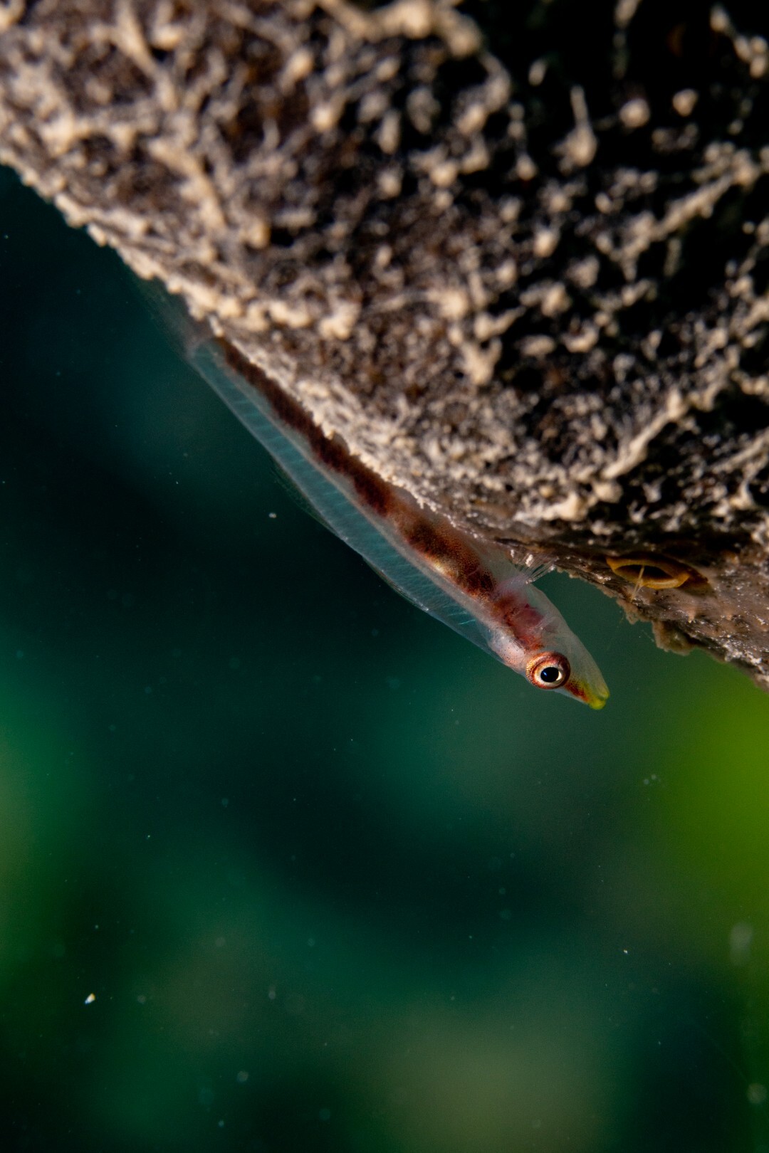 Bryaninops spongicolus - Jeddah Saudi Arabia