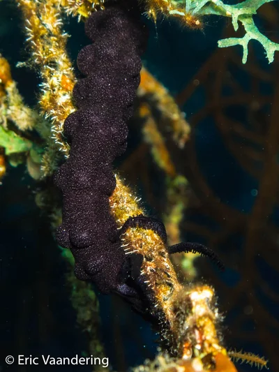 Synaptula reciprocans