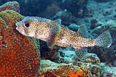 Spot-fin Porcupinefish