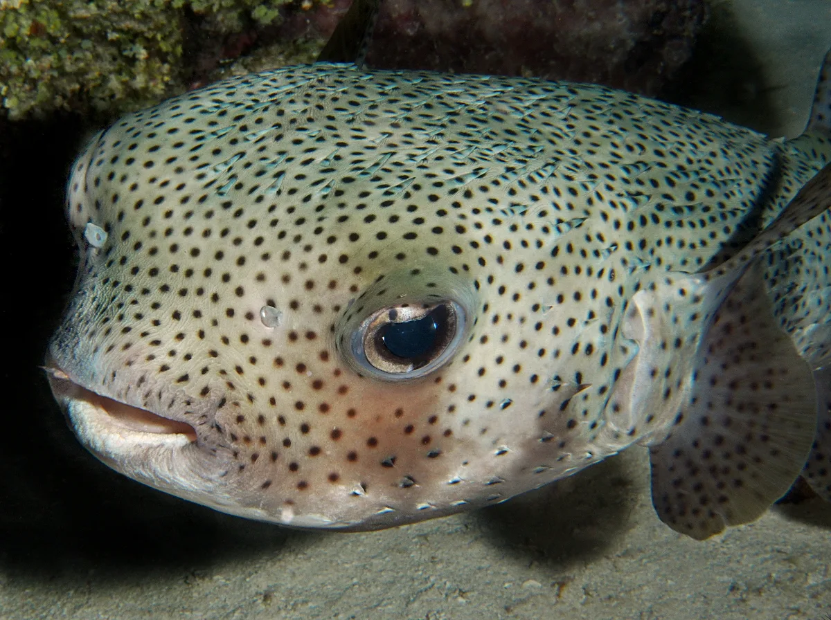 Spot-fin Porcupinefish