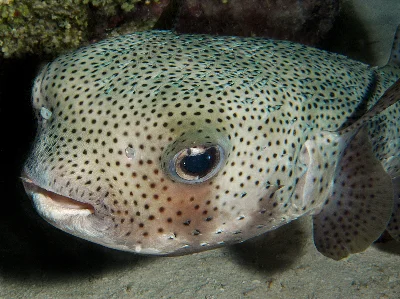 Spot-fin Porcupinefish