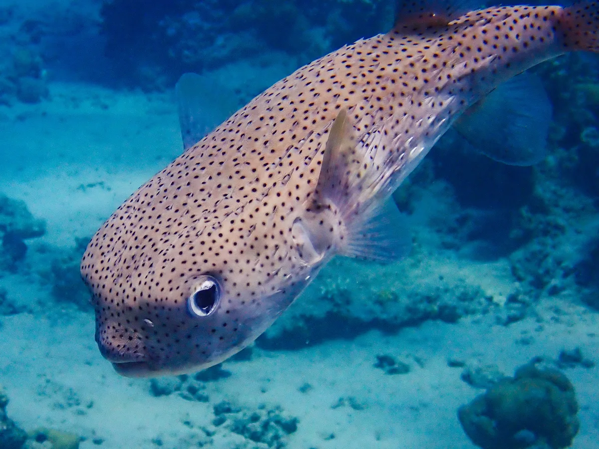 Spot-fin Porcupinefish