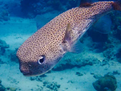 Spot-fin Porcupinefish