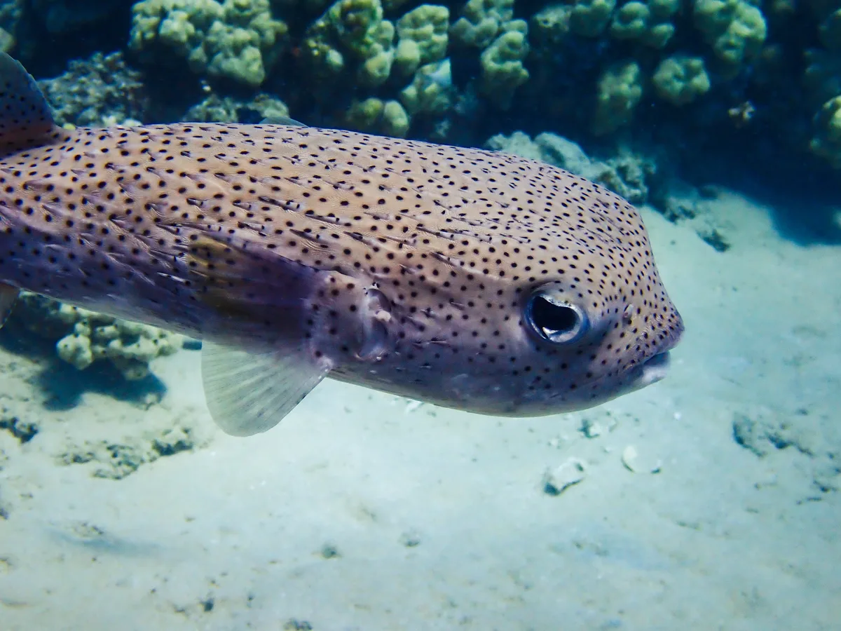 Spot-fin Porcupinefish