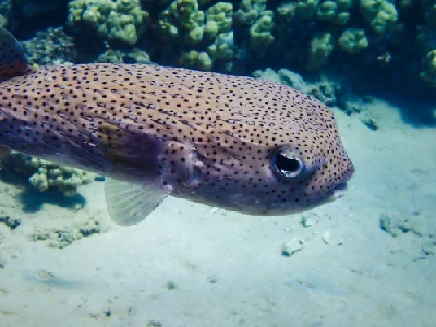 Spot-fin Porcupinefish
