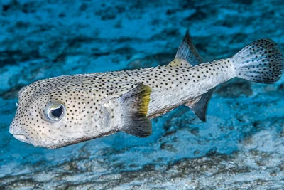Porcupinefish - Diodon hystrix