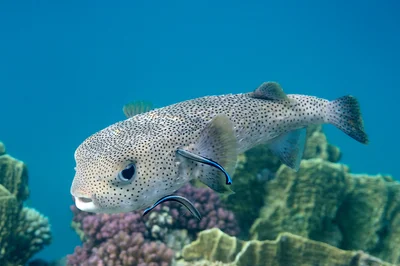 Diodon hystrix