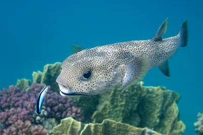 Diodon hystrix
