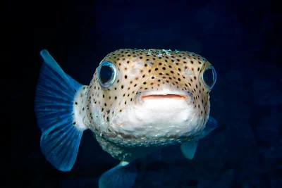 Diodon hystrix