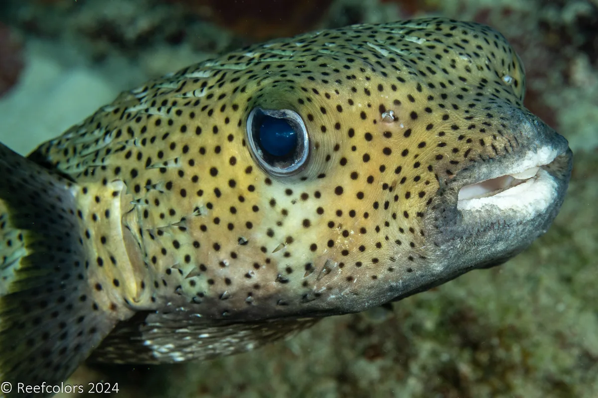 Diodon hystrix
