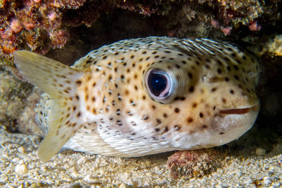 Porcupinefish - Diodon hystrix