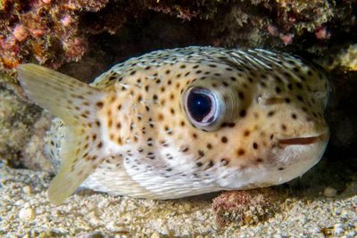 Porcupinefish - Diodon hystrix