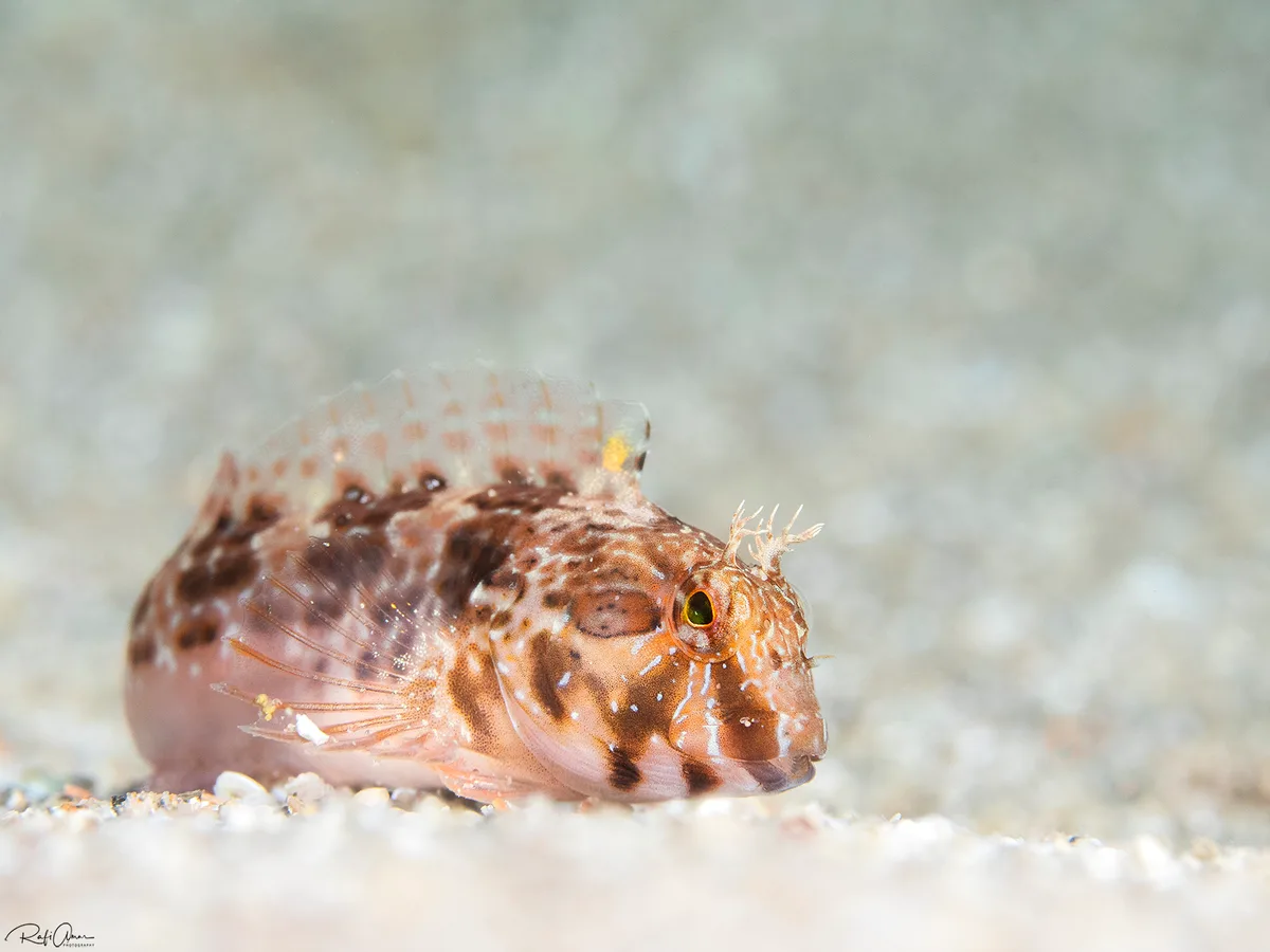 Spot-Head Blenny