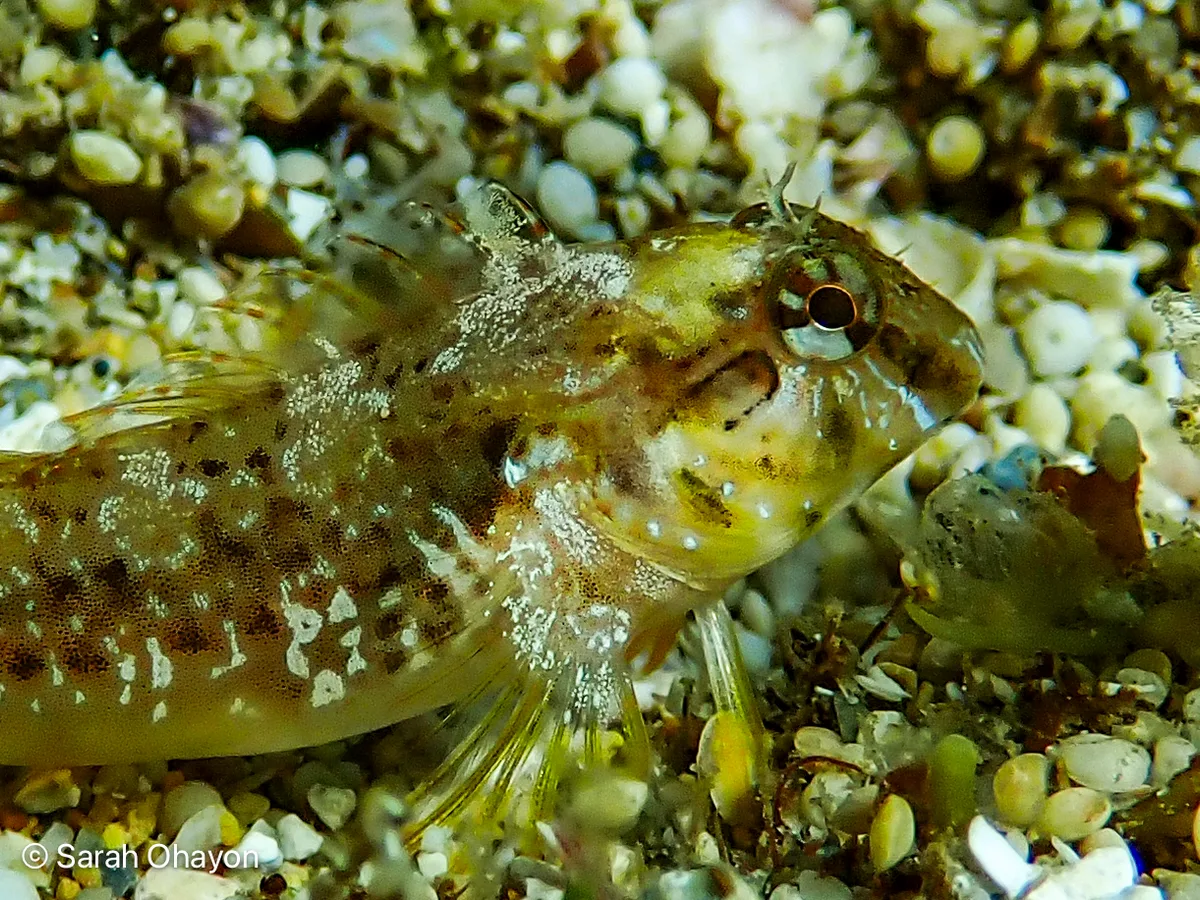Parablennius cyclops - Haifa, Israel