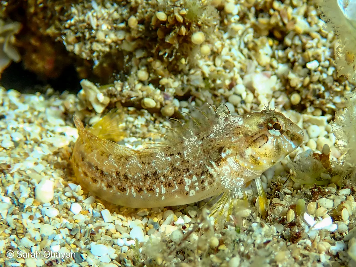 Parablennius cyclops - Haifa, Israel