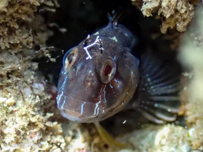 Parablennius cyclops - Haifa, Israel