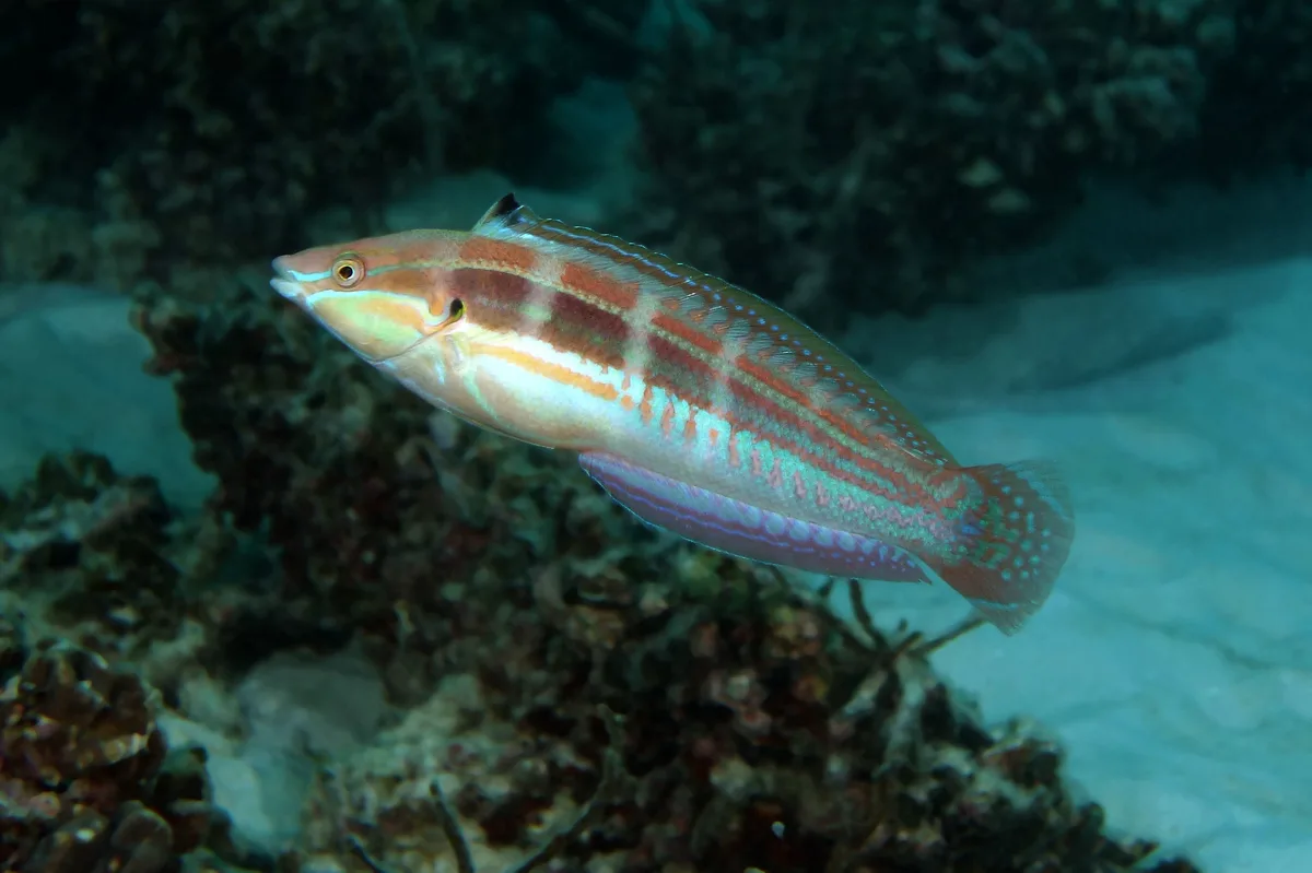 Spot-tail Wrasse