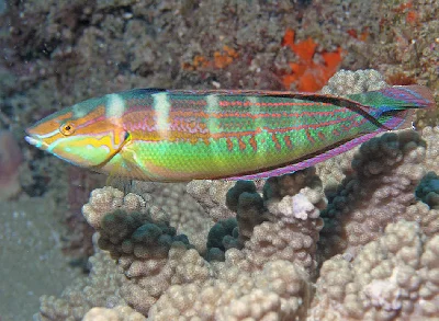 Spot-tail Wrasse