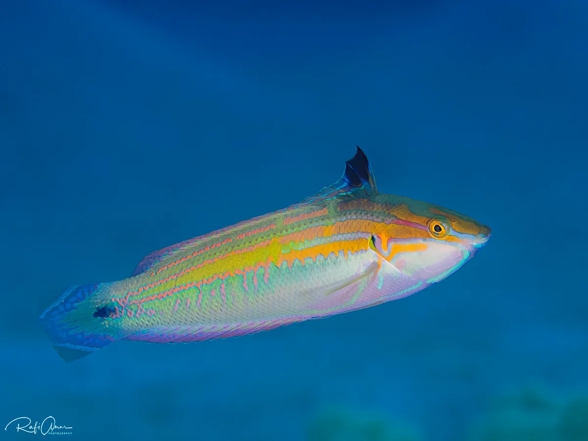 Spot-tail Wrasse