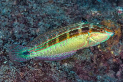 Tailspot Coris, terminal phase - Coris caudimacula