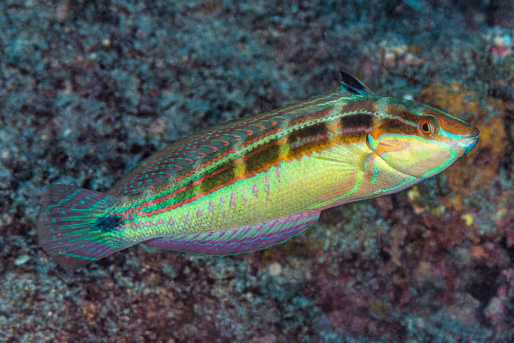 Tailspot Coris, terminal phase - Coris caudimacula
