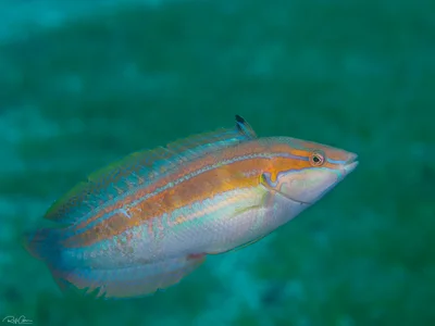 Spot-tail Wrasse - Coris caudimacula
