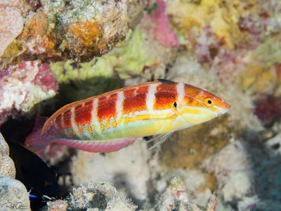 Spot-tail Wrasse - Coris caudimacula