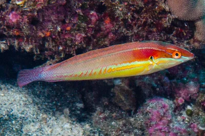 Tailspot Coris, initial phase - Coris caudimacula
