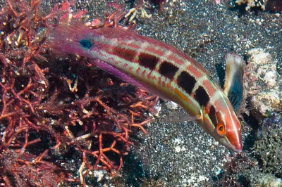 Tailspot Coris, juvenile - Coris caudimacula