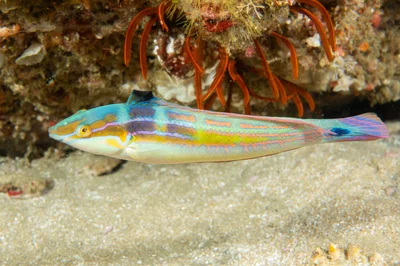 Coris caudimacula - Bikini Reef, Sodwana Bay, South Africa