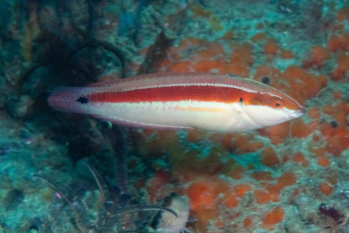 Coris caudimacula - moms bait reef Park Rynie, 4182, South Africa